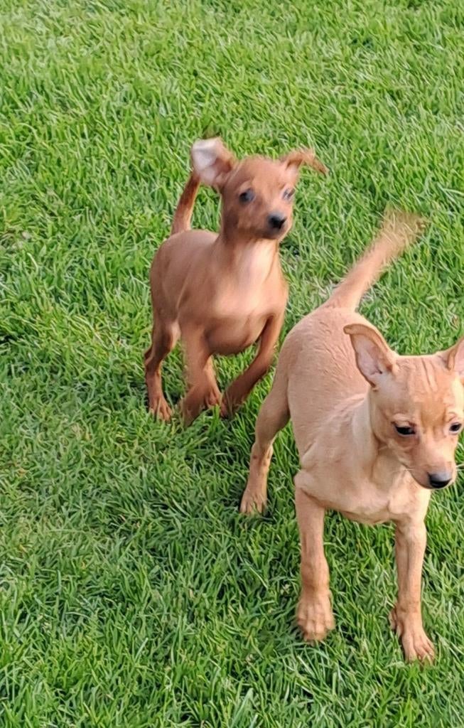 Pinscher miniature (avec arbre généalogique), Autres races, Plusieurs, Hépatite contagieuse (maladie de Rubarth), Belgique