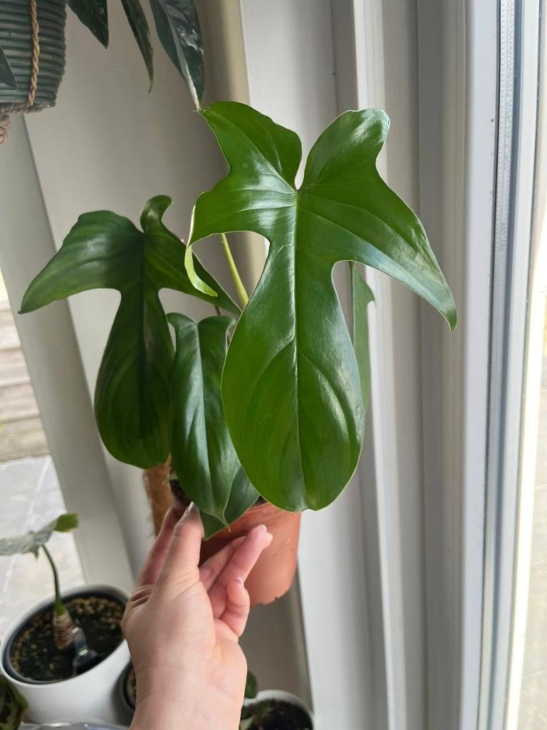 Philodendron Florida Green, Ophalen of Verzenden