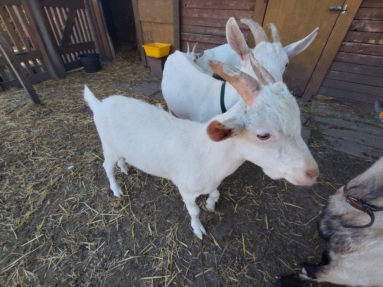 chèvres, Plusieurs animaux, Chèvre, 0 à 2 ans