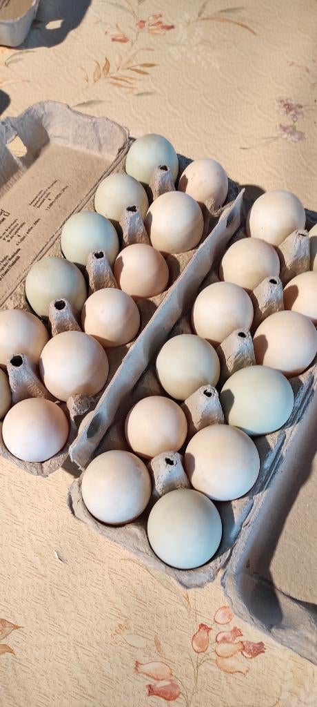 broedeieren loopeenden, Geslacht onbekend, Eend