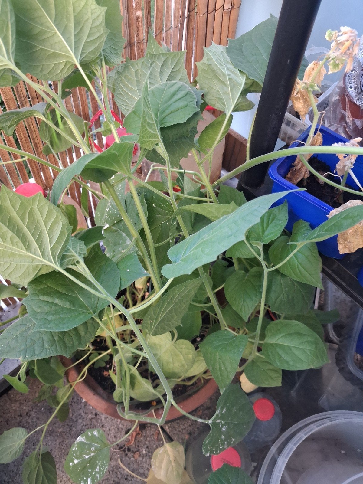 grand physalis, Ophalen