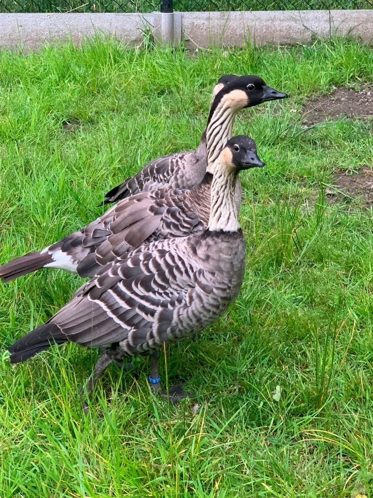 0-1 Hawaigans, Dieren en Toebehoren, Pluimvee, Vrouwelijk, Gans of Zwaan