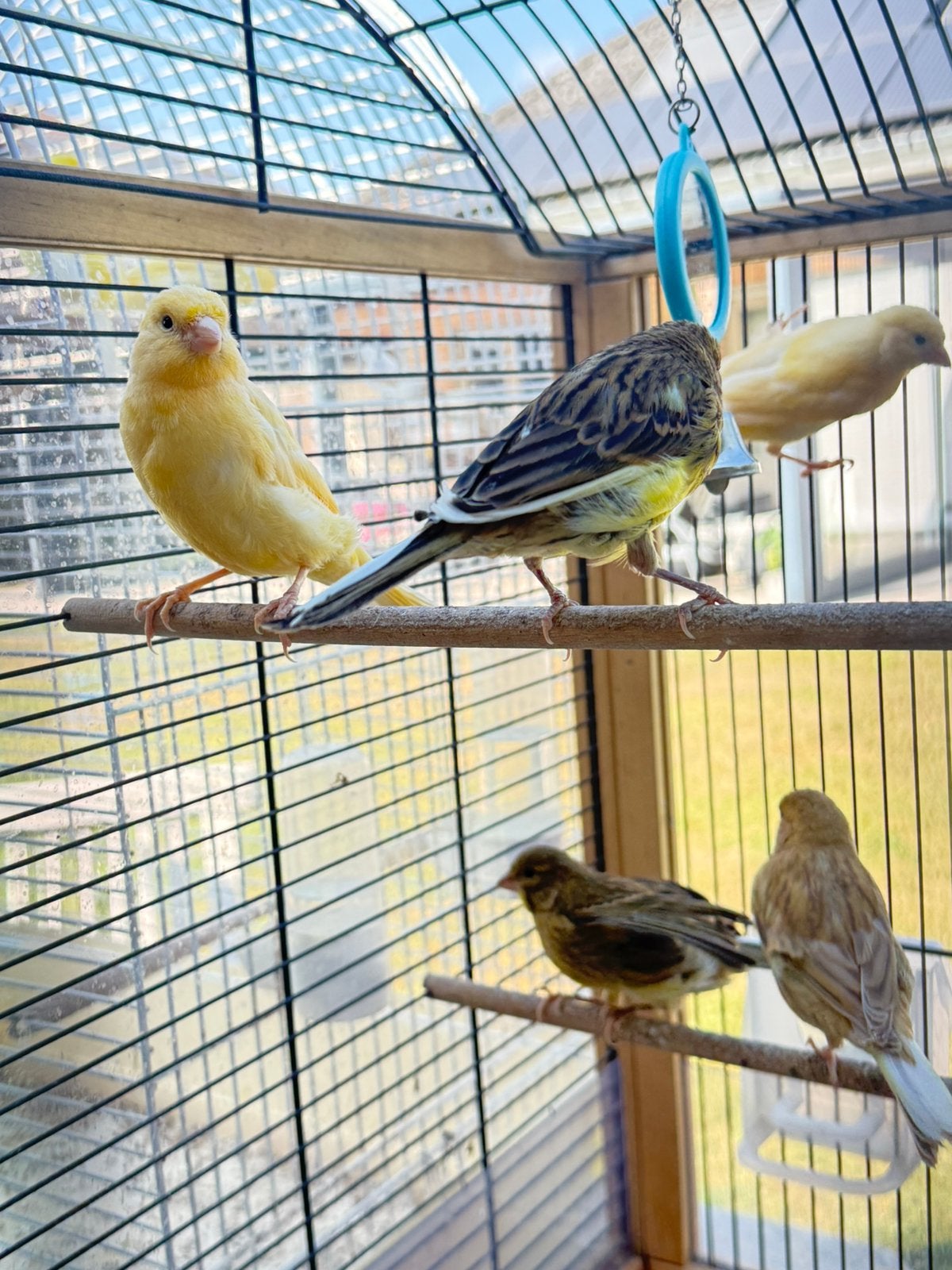Kanaries te koop – mooie jonge kleurkanaries 2026, Dieren en Toebehoren, Vogels | Kanaries, Meerdere dieren, Kleurkanarie