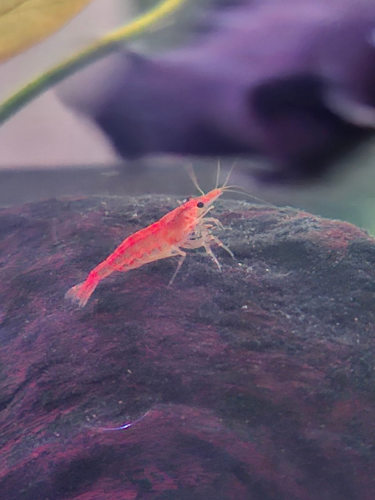 Vuurgarnalen te koop, Dieren en Toebehoren, Vissen | Aquariumvissen