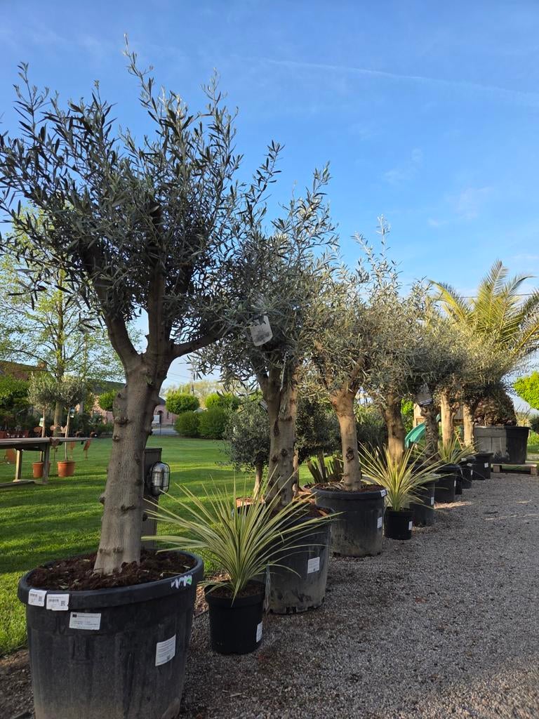 Olijfboom Olea Europaea - Nieuwe aanvoer, Tuin en Terras, Ophalen, Olijfboom