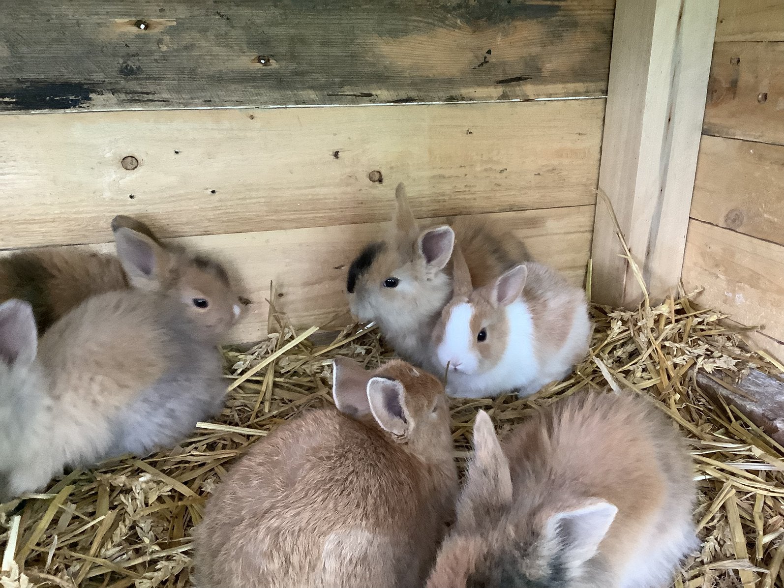 Jonge leeuwenkopjes, Meerdere dieren, Dwerg, 0 tot 2 jaar
