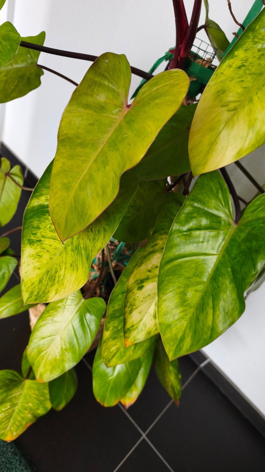 Philodendron Painted Lady, Philodendron Medisa, Groene kamerplant, Ophalen, 150 tot 200 cm