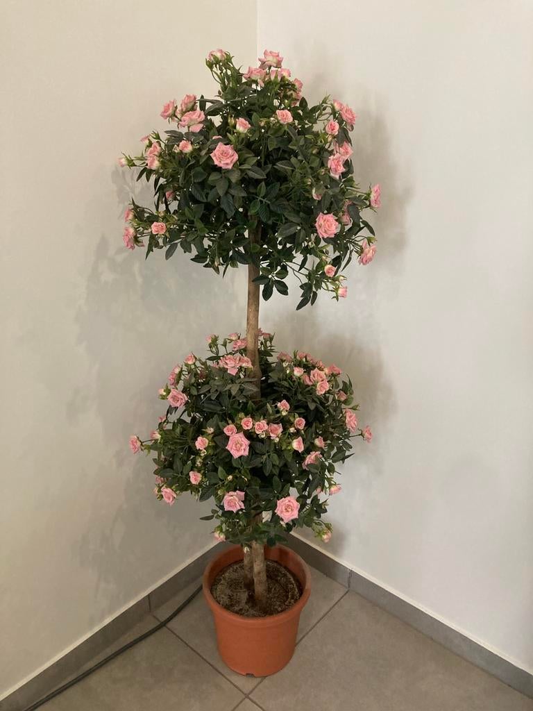 Prachtige Kunst-Stamroos (Dubbele Bol) – 140 cm – Als Nieuw!, Enlèvement, Comme neuf