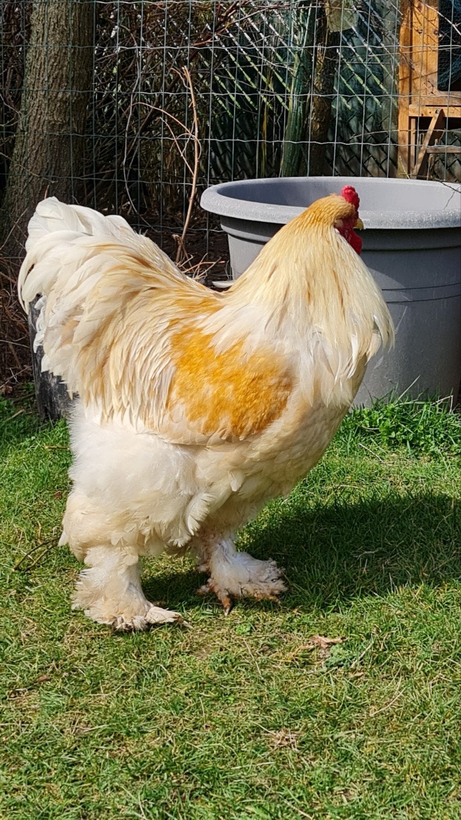 30 broedeieren brahma lemon pyle raszuiver