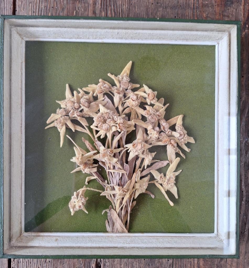 Edelweiss gedroogd, Huis en Inrichting, Ophalen of Verzenden