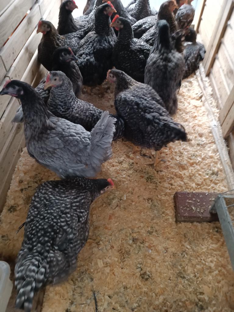 poulets gris bleu de landes/ coucou hollandais 0499/082381, Femelle, Poule ou poulet