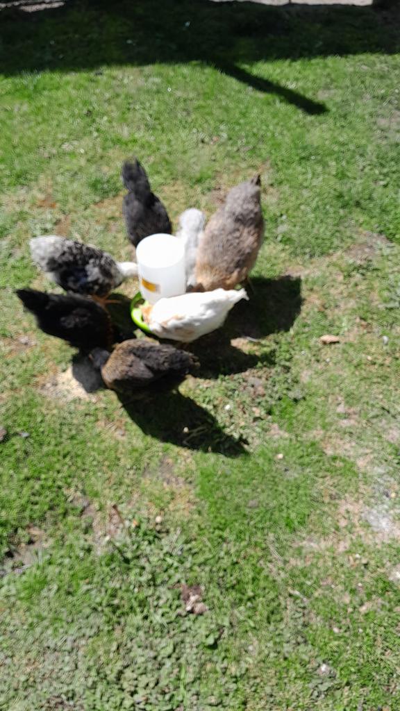 Kippen/hanen, Dieren en Toebehoren, Pluimvee, Meerdere dieren, Kip