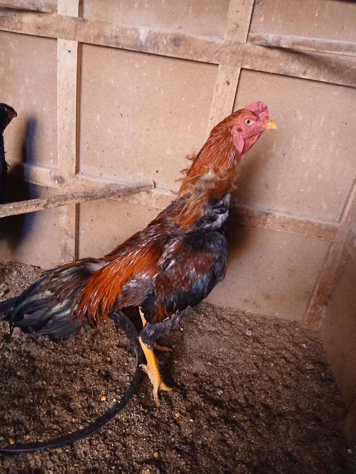 2 Hint Cocks (frères), Animaux & Accessoires, Volatiles