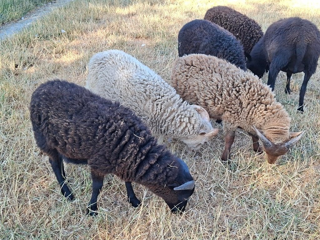 3 ouessant ramlammen, Mâle, Mouton, 0 à 2 ans