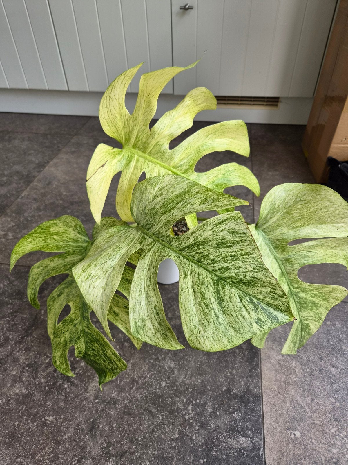 Monstera Full Mint, Enlèvement ou Envoi