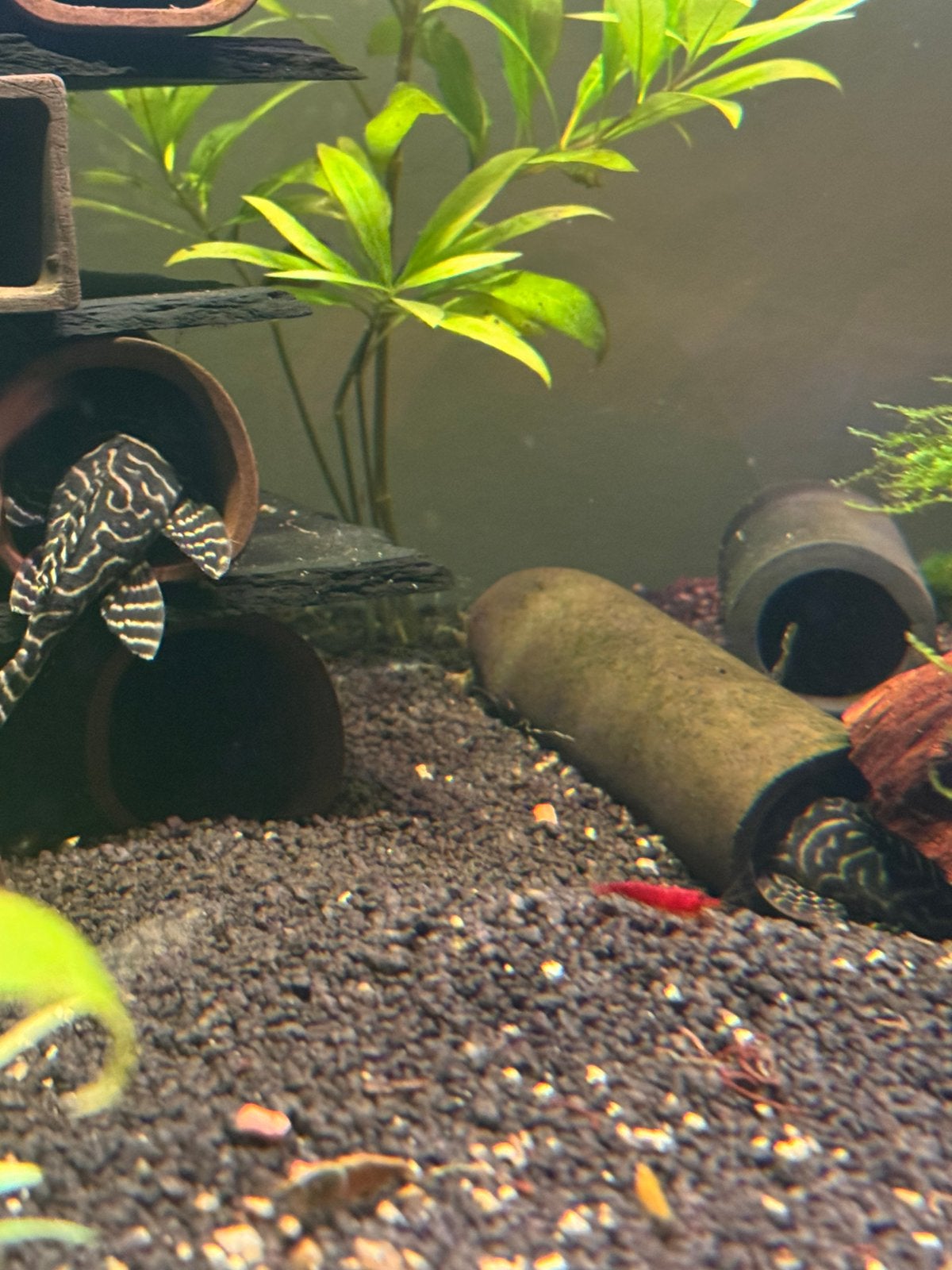 Bewezen kweekgroep L333 pleco, Dieren en Toebehoren, Vissen | Aquariumvissen