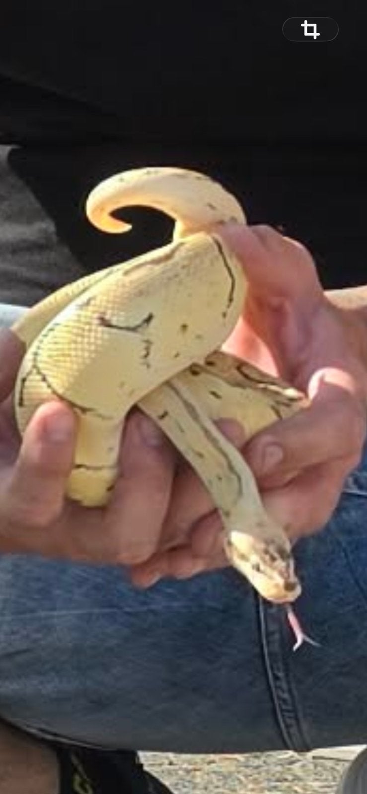 Koningspython pastel Ball Python photo 2
