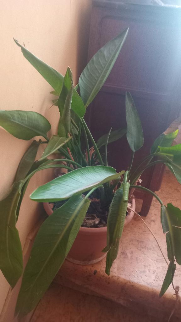 Strelitzia, Ophalen