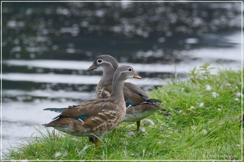mandarijneenden kuikens, Dieren en Toebehoren
