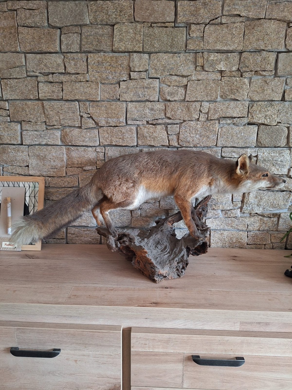 Renard roux en taxidermie, Enlèvement, Utilisé