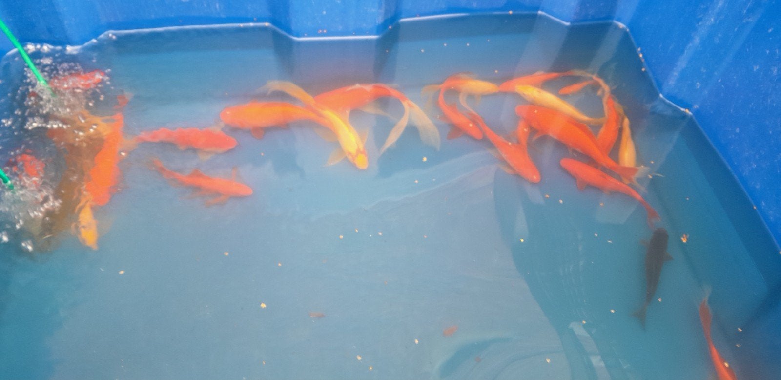 Hele mooie gezonde sterke goudvissen vanaf 0.5 euro, Dieren en Toebehoren, Goudvis(sen)