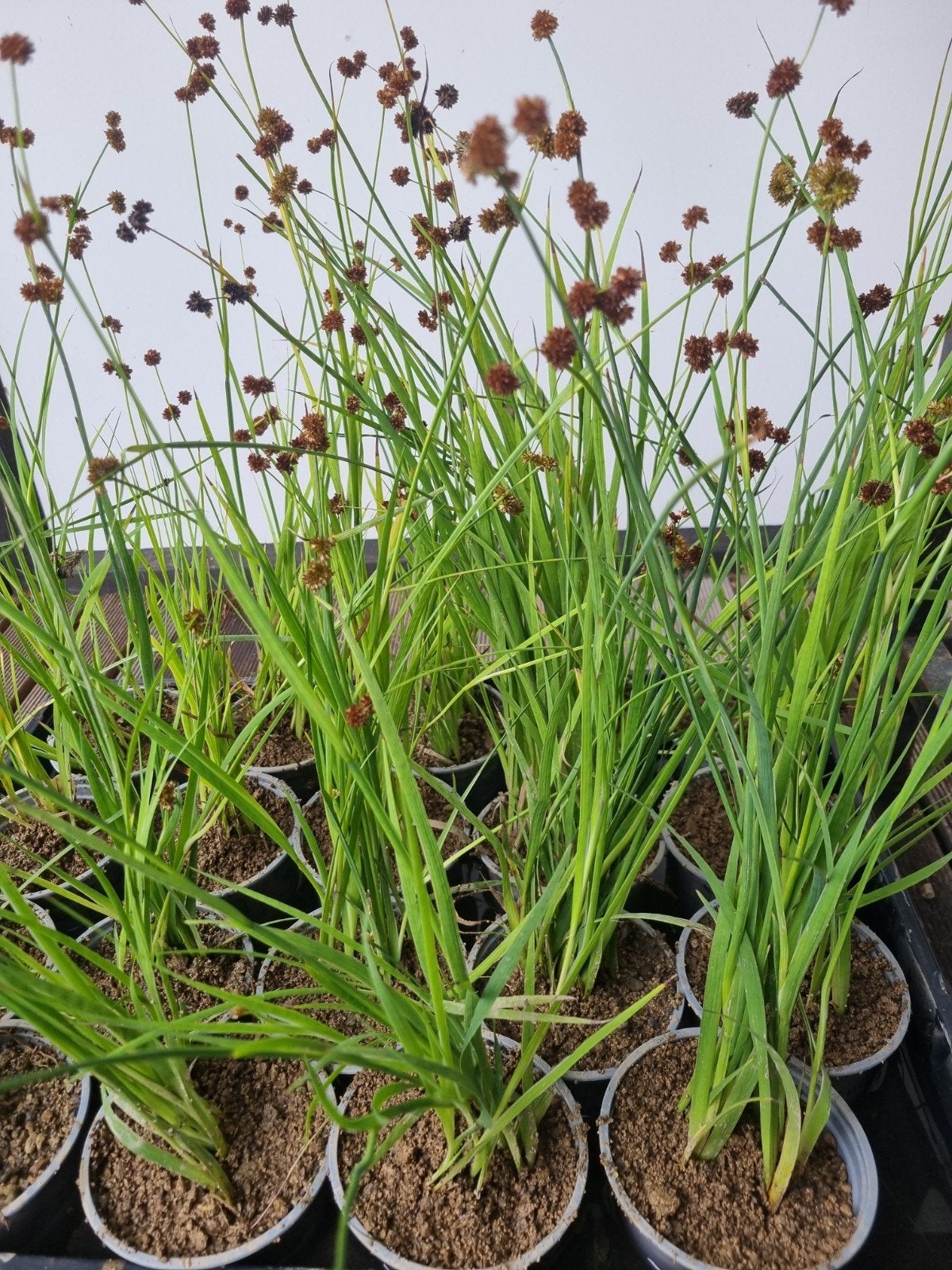 zwaardrus vijver plant, Ophalen, Vaste plant