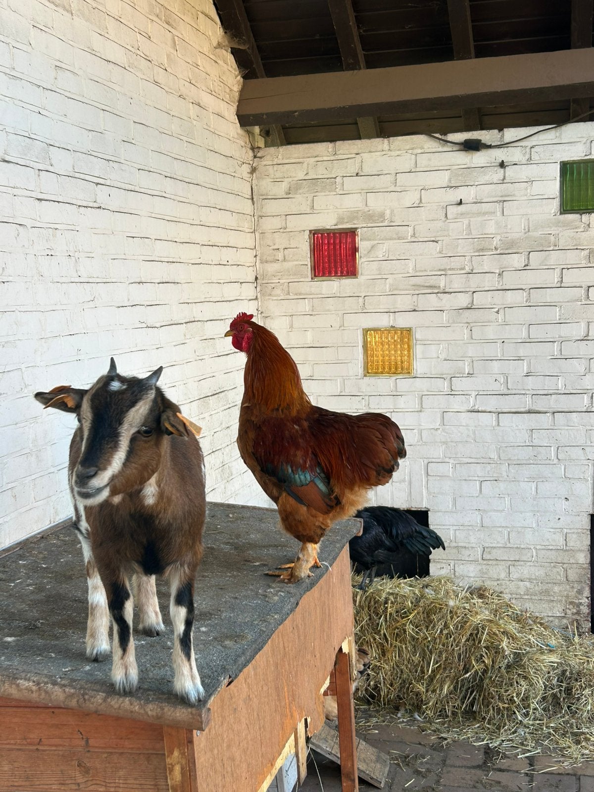 Jonge Cochin haan, Dieren en Toebehoren, Meerdere dieren, Kip