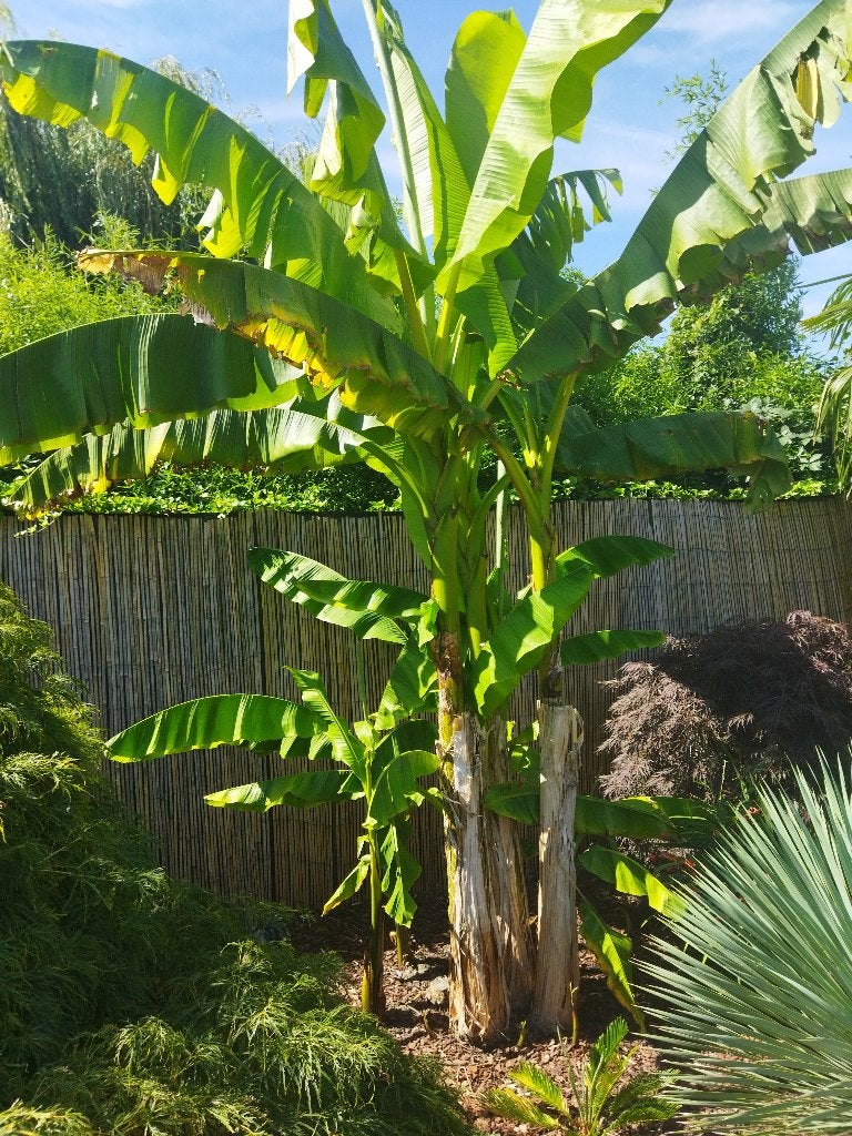 Musa Basjoo bananenplant, Enlèvement, Plante fixe, Autres espèces