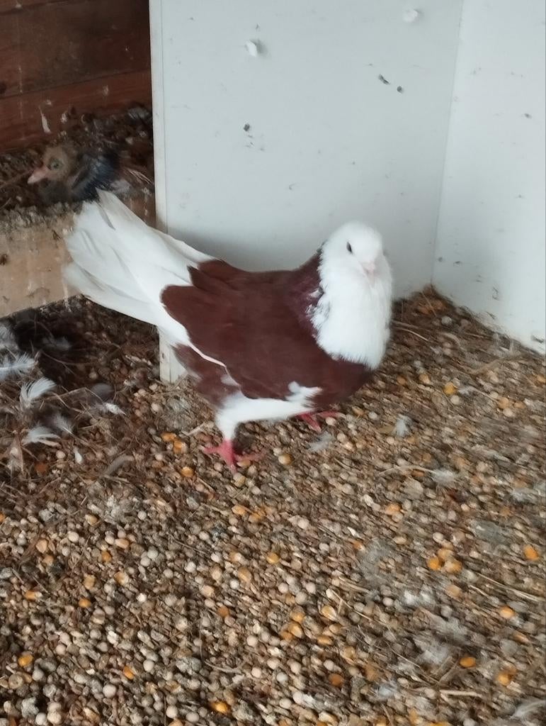 Sierduifje, Dieren en Toebehoren