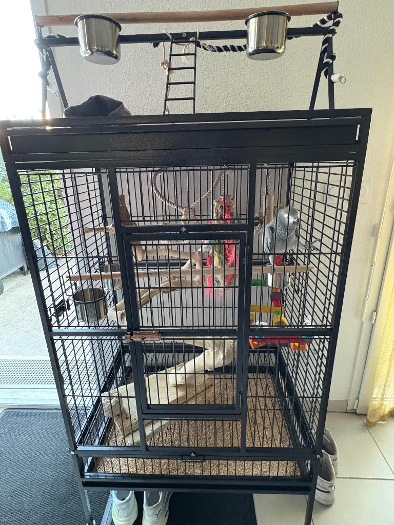 LOLA GRIS DU GABON, Dieren en Toebehoren, Vrouwelijk, Papegaai, Pratend