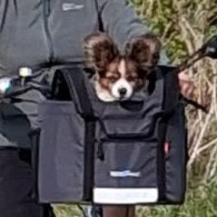 KlickFix Doggy - Fietsmand voor aan het stuur, Enlèvement, Comme neuf, Panier de vélo pour chien