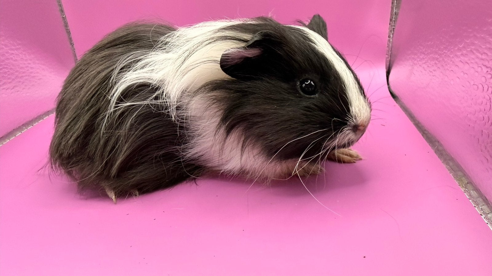 Cavia, zwart-wit vrouwtje Shelty cavia, Dieren en Toebehoren, Cavia, Augustus, Vrouwelijk, Tam
