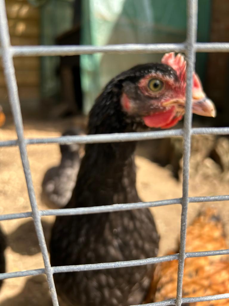Marans Koperhals haan, Dieren en Toebehoren, Pluimvee, Mannelijk, Kip