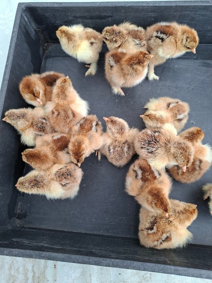 poussins de gélinotte dorée Brahma, Animaux & Accessoires, Volatiles, Sexe inconnu, Poule ou poulet
