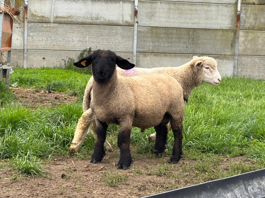 Stamboek Fokrammen te koop, Mâle, Mouton, 0 à 2 ans