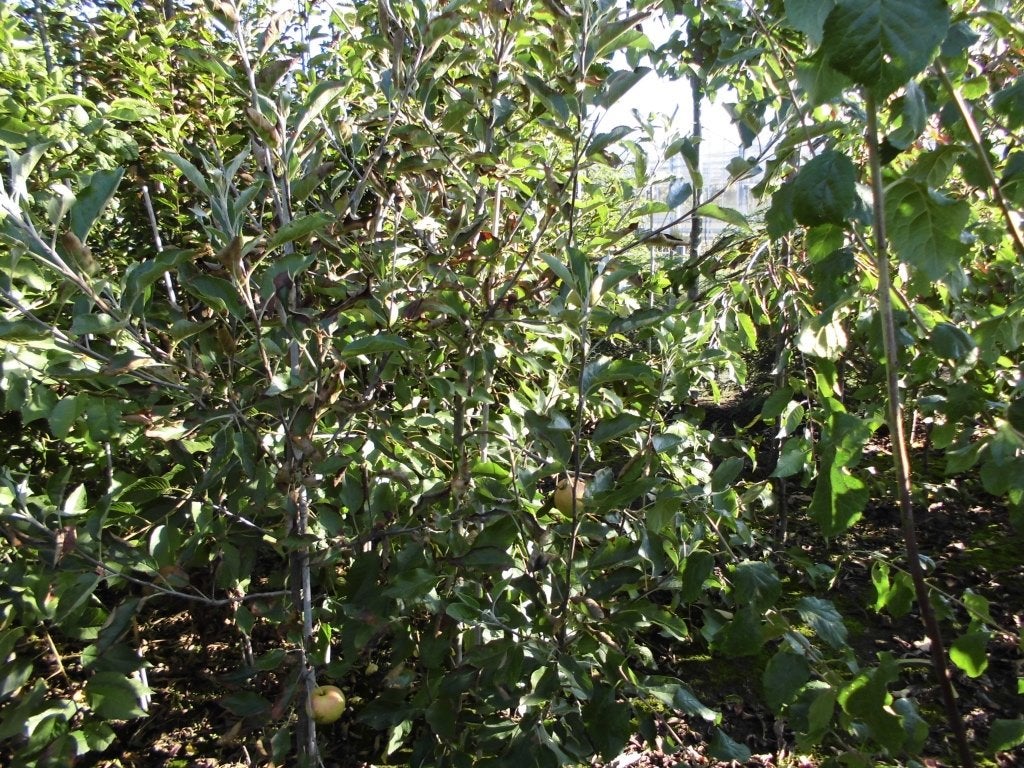 Fruitbomen, Jardin & Terrasse, Plein soleil, Enlèvement, Printemps, 100 à 250 cm