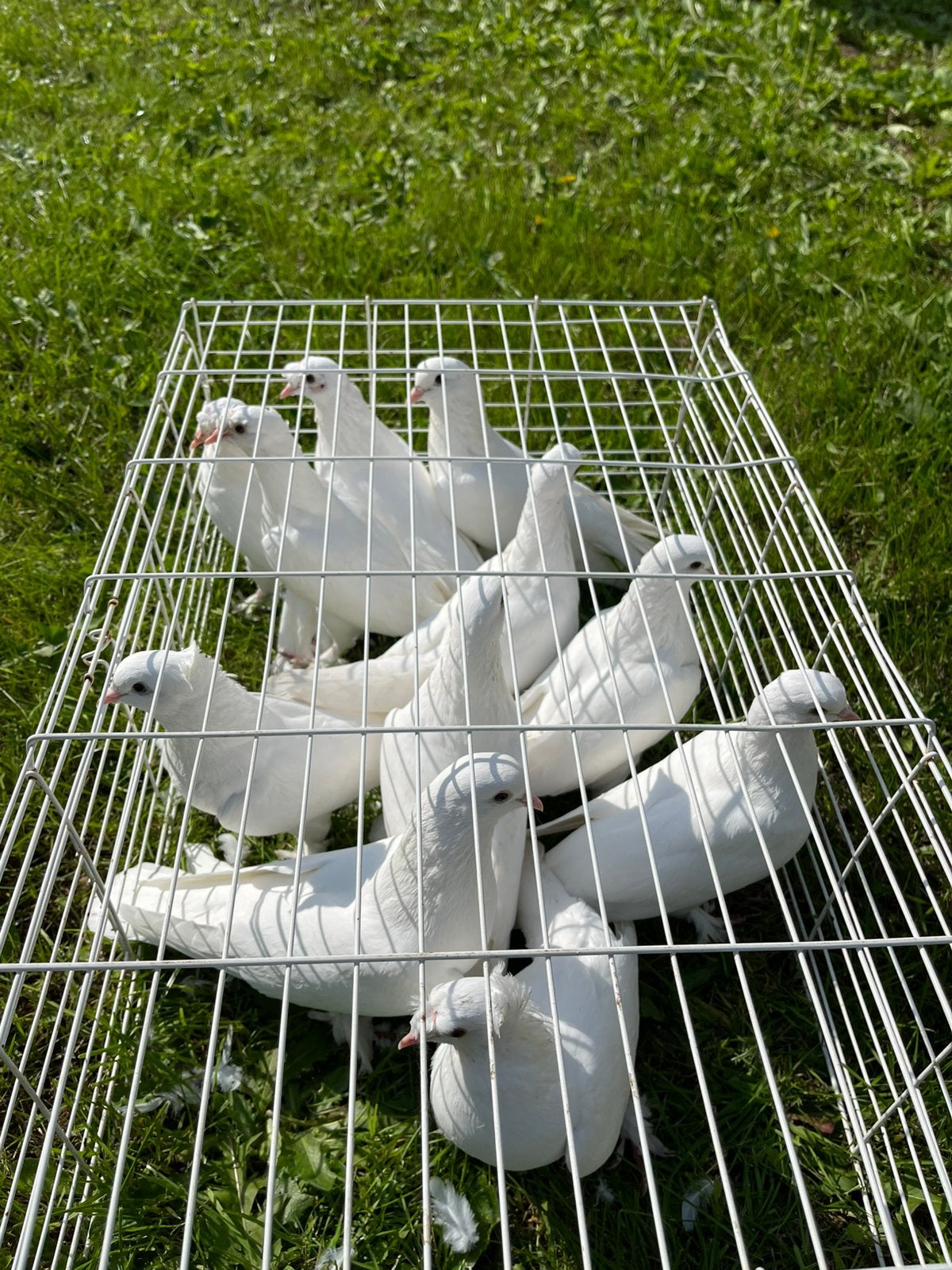 Takla duiven, Dieren en Toebehoren, Meerdere dieren, Tuimelaar of Roller