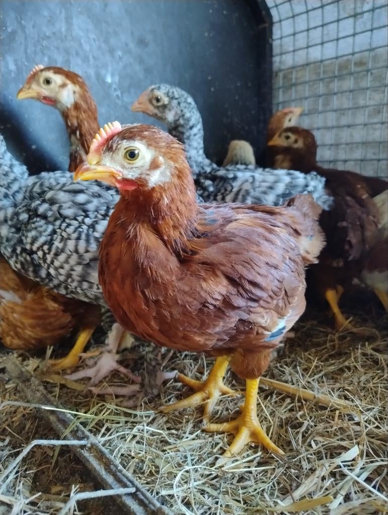 Haantjes te koop, Dieren en Toebehoren, Mannelijk, Kip