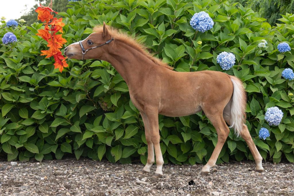 Amerikaanse miniatuur paardjes, Met stamboom