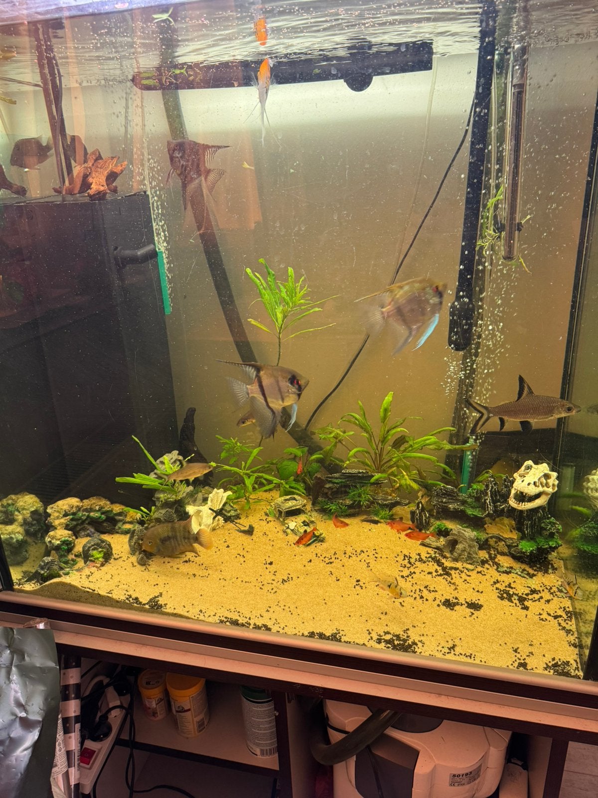 Aquiarium, Ophalen