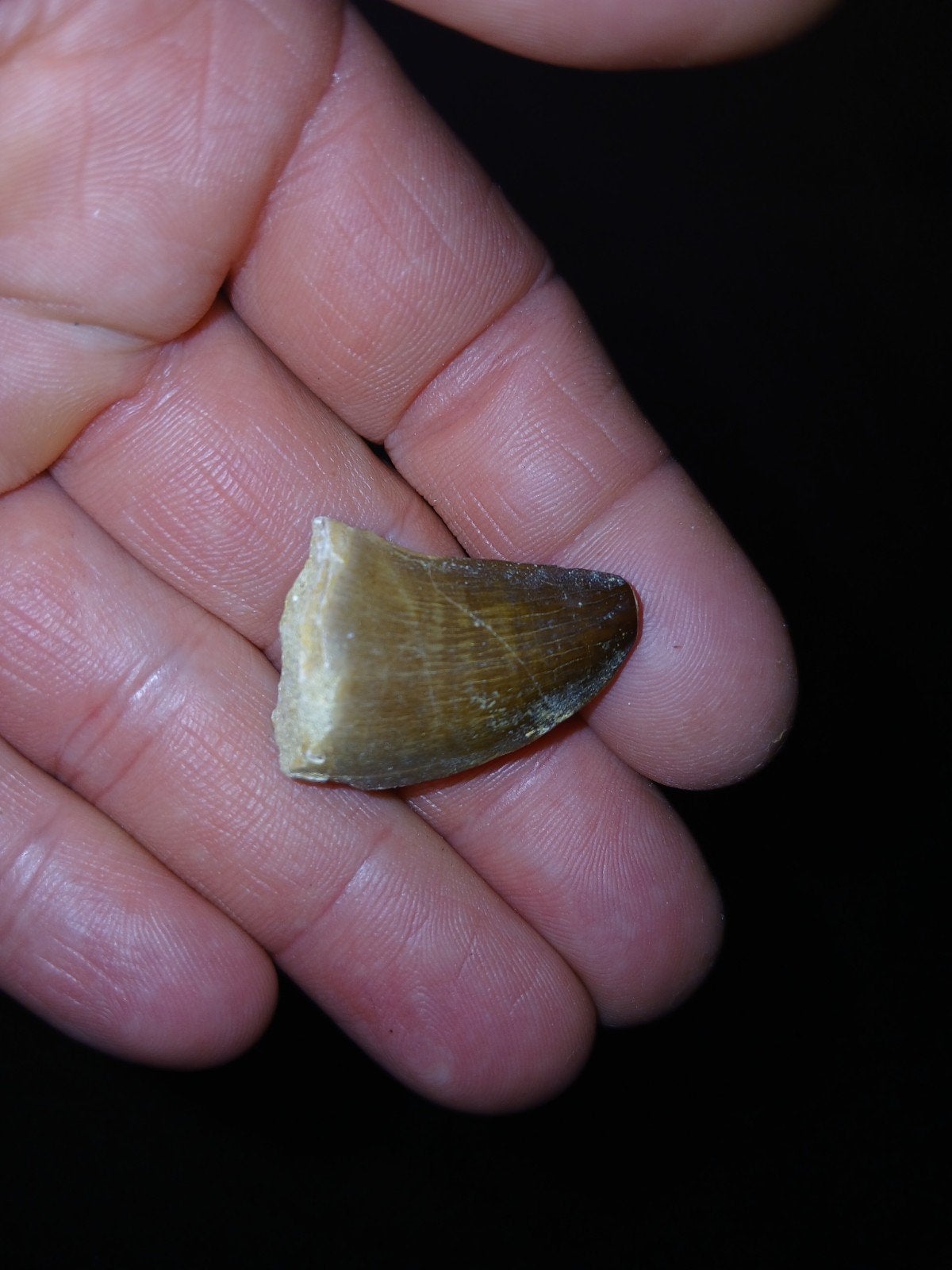 Mosasaurus tand, Ophalen of Verzenden