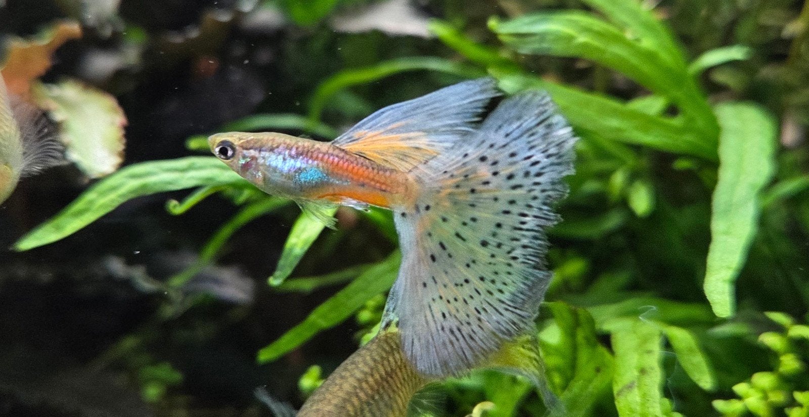 Guppies - Pink grass, Vis, Zoetwatervis