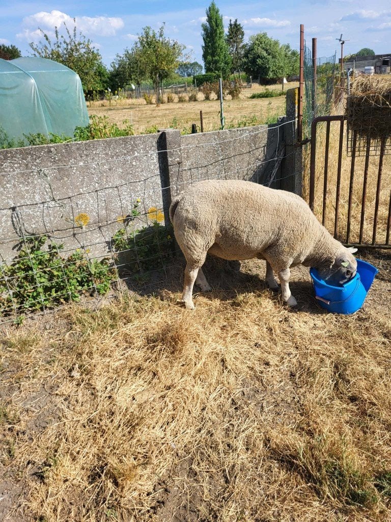 Ram