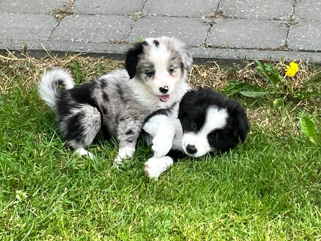 border-colliepups, Dieren en Toebehoren, België, Fokker | Hobbymatig, 8 tot 15 weken, Collie