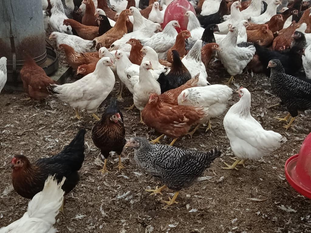 legkippen promo, 6 kleurslagen !!!, Dieren en Toebehoren, Pluimvee, Kip