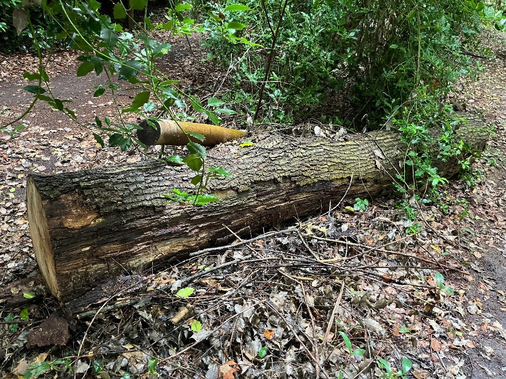 Hout, 3 tot 6 m³, Ophalen, Overige houtsoorten, Stammen