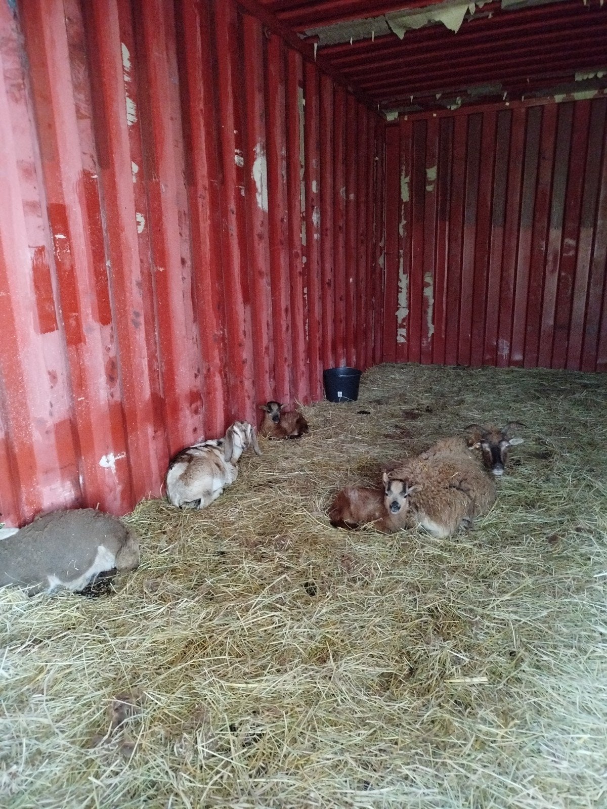 Soay ram te koop, Dieren en Toebehoren, Schapen, Geiten en Varkens