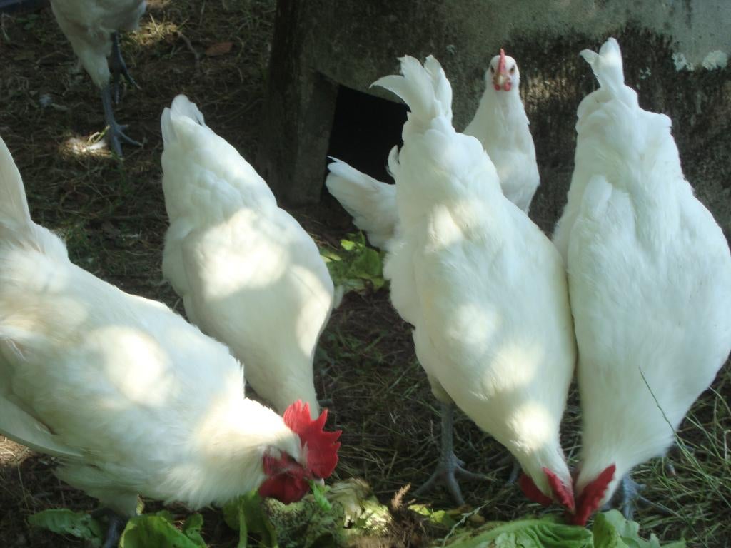 Broedeieren Poule de Bresse kip, Dieren en Toebehoren, Pluimvee, Geslacht onbekend, Kip