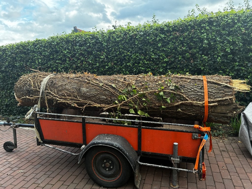 Apenboom stam, Minder dan 3 m³, Ophalen, Overige houtsoorten, Stammen