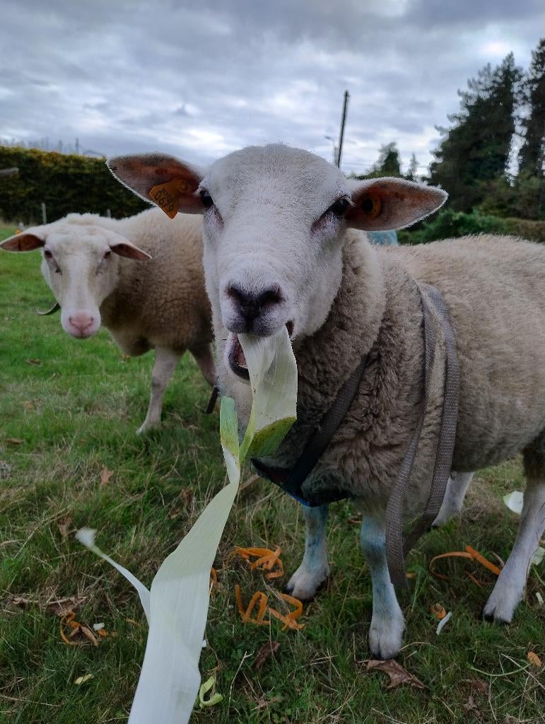Gratis begrazing door schapen., Dieren en Toebehoren, Juni, Meerdere dieren